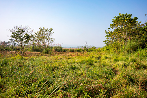 Expansive Grasslands of Chitwan National Park, Peaceful Morning in Nepalese Savanna