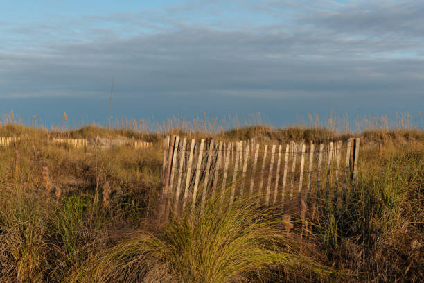 Beach fences setup for sand dune creation at the beach to preserve nature and withstand erosion for the environment.
