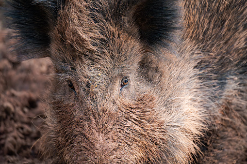 Close up of the face of a wild boar