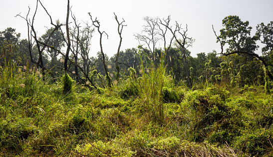 Untouched Wilderness of Chitwan, Stark Beauty of Nepal's Forest Clearing