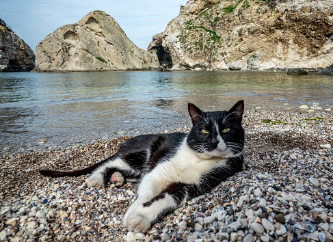 Black cat at rocky beach in Sile -Turkey