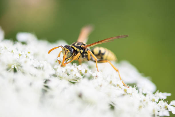 istock European Paper Wasp 2038139283