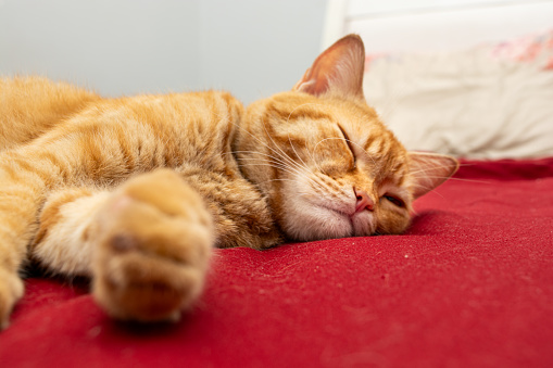 A cute orange tabby cat sleeping on the bed
