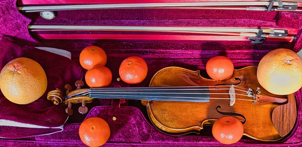 Violin in a case strewn with oranges. Life of a Violin.
