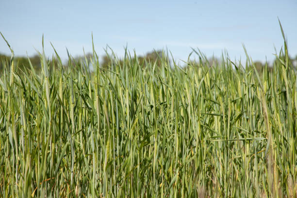 istock Field of green spikelets. 2038146292