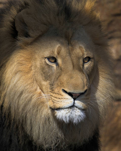 istock African lion closeup headshot 2038147161