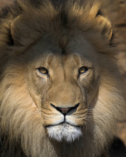 istock African lion closeup headshot 2038147164