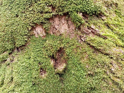 Texture of green moss on a green tree trunk. Forest backgrounds and textures. The bark of the tree is overgrown with wet moss.