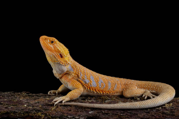 istock bearded dragon red hypo, Pogona mitchelli 2038154479