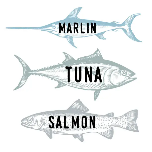 Vector illustration of Hand drawn fish. Sketch salmon, tuna, marlin. Vector illustration