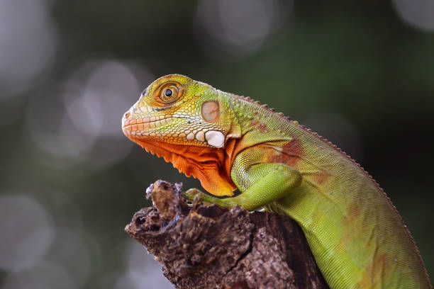 istock Red iguana sitting on a branch 2038161479