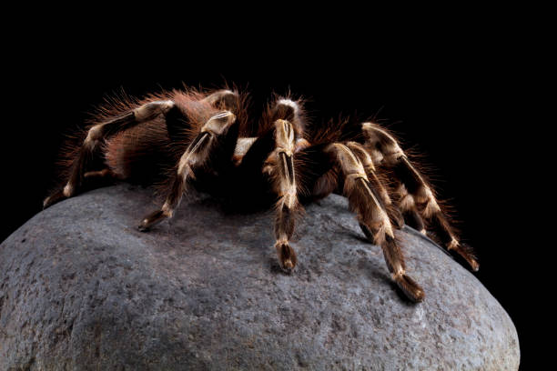 White knee tarantula on a rock (Acanthoscurria geniculata)