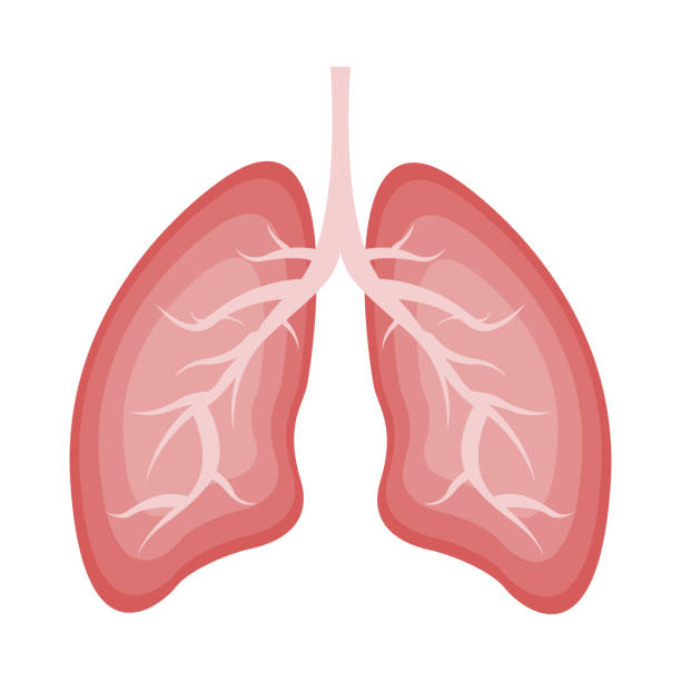 ilustraciones, imágenes clip art, dibujos animados e iconos de stock de icono de pulmones estilo plano. órgano interno humano aislado sobre fondo blanco. concepto de medicina, anatomía, logotipo, atención médica. - pulmón