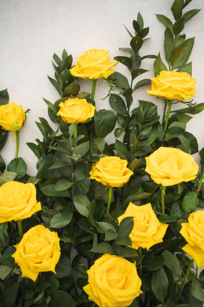 istock Yellow roses on a white background 2038168626