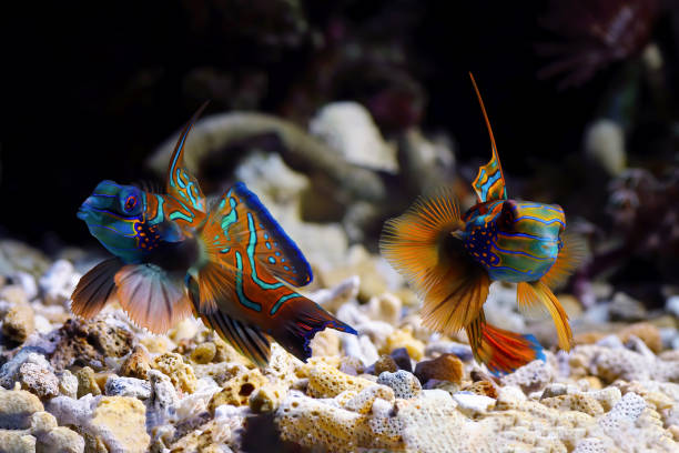 istock Mandarinfish or Mandarin dragonet 2038169734