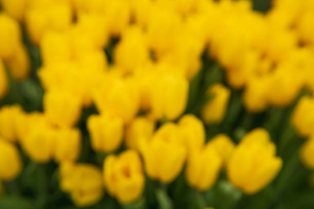 yellow tulips on a blurred background