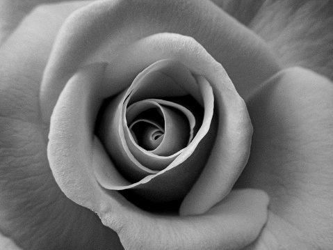 A macro black and white shot of a rose