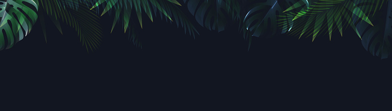 Banner With Palm Tree Leves And Black Background With Gradient Mesh, Vector Illustration