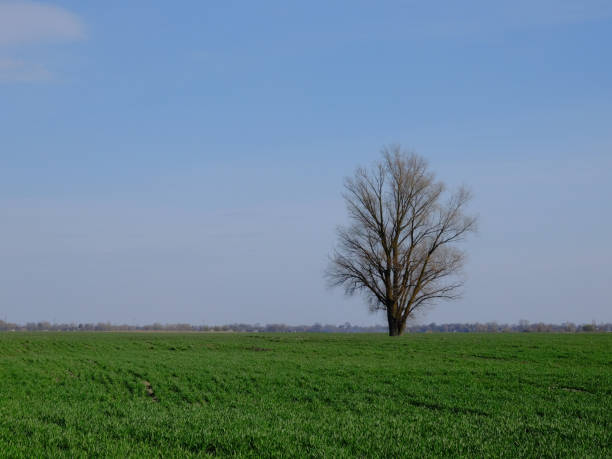 istock Beautiful single tree in a green field against a blue sky. Spring landscape. 2038186580