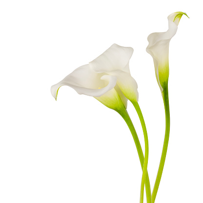 three blossoming white calla lilies flowers with green stems isolated on white background
