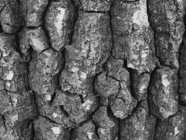 Texture of tree bark, macrophoto. Full-frame image of tree bark, background. Black and white