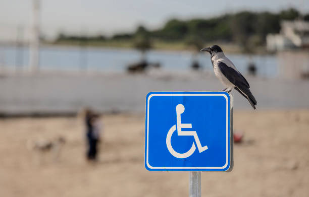 istock Accessibility for persons with disabilities. Bird on the blue disabled sign with wheelchair on the beach. 2038190990