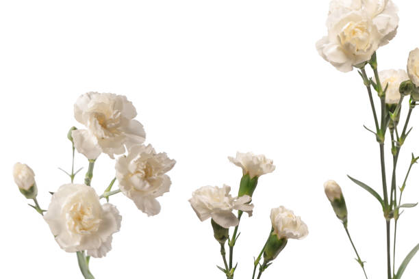 istock White carnation flower isolated on a white background. 2038204313