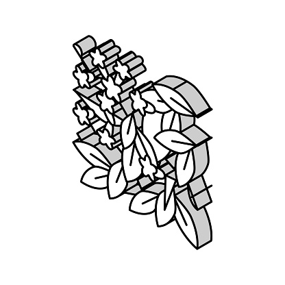bignonia capreolata isometric icon vector. bignonia capreolata sign. isolated symbol illustration