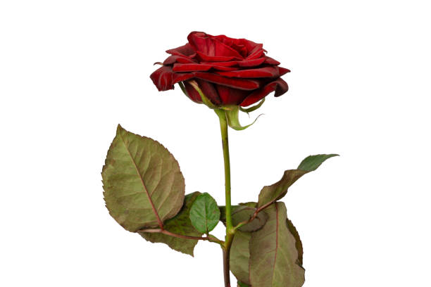 istock Beautiful red rose isolated on white background. 2038204346