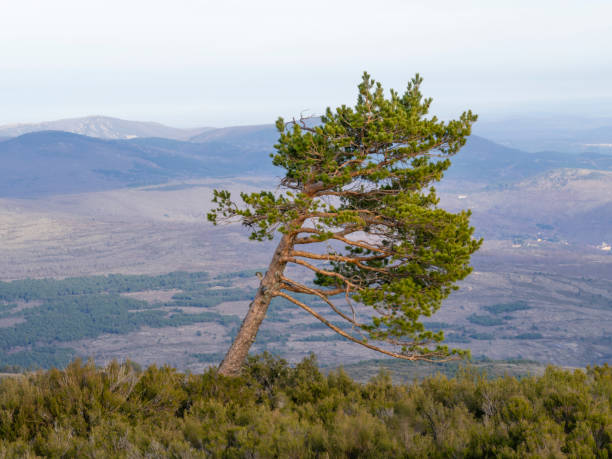 Pine tree tilted by the force of the wind