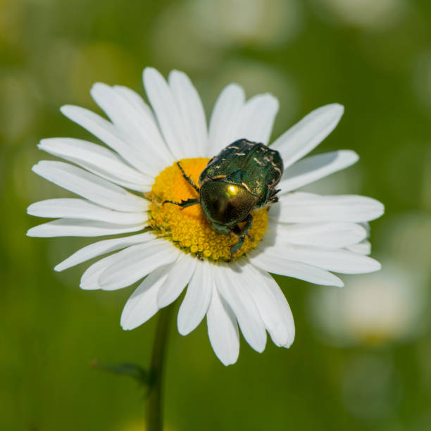 A Flower Chafer Beetle takes a break on a daisy in the Canadian boreal forest