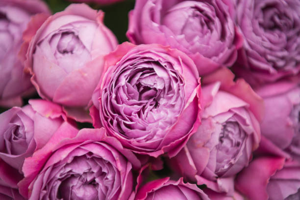 istock pink peony-shaped roses in a bouquet 2038215591