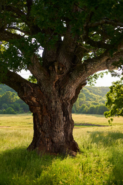 istock Gigantic oak on a pasture 2038216696