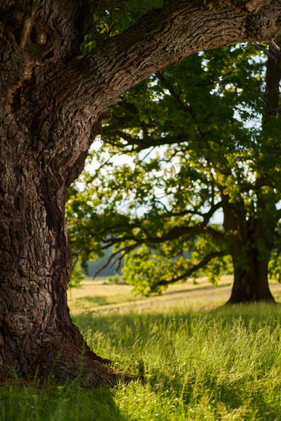 Enormous oak, multi centennial, on a meadow with forest behind, useful as graphic resource for background or wallpaper