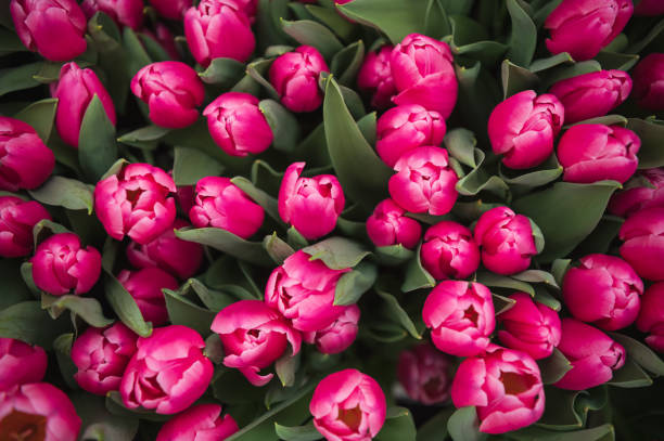 istock pink tulips in a flower bed close-up 2038218303