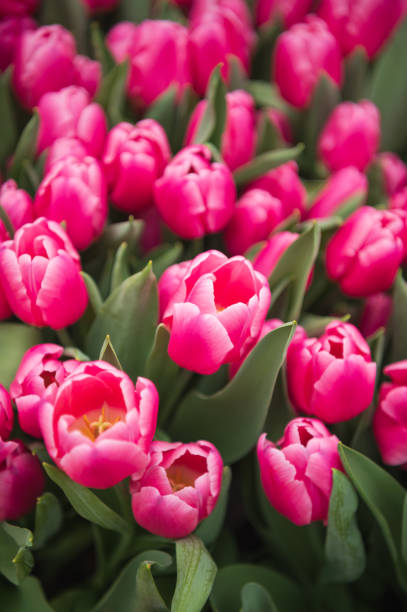 istock bright pink tulips top view 2038218305