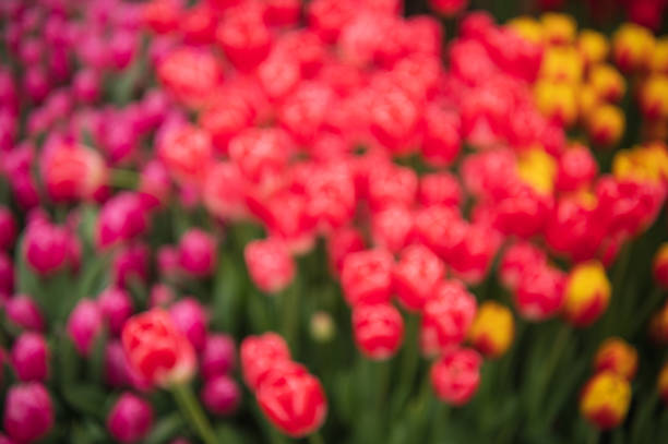 colorful tulips in the garden