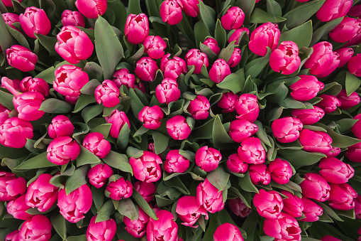 bright pink tulips top view