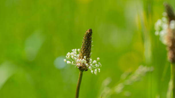 Plantain flower on a blurred green background. Web banner.