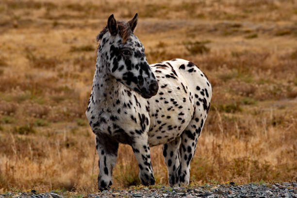 istock The Dolmatian horse 2038219390
