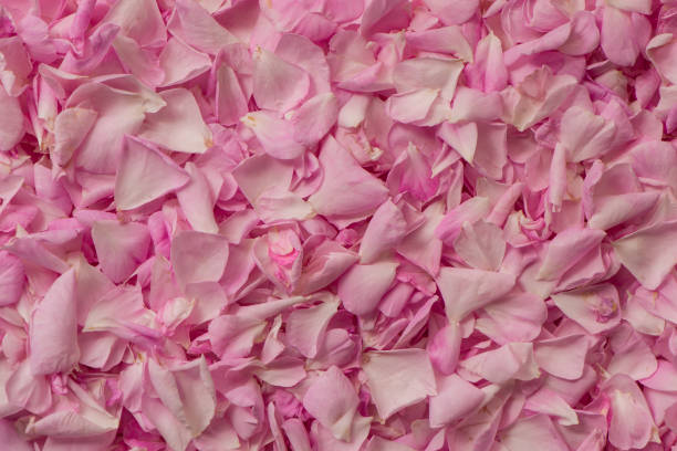 istock Freshly picked tea rose petals are dried. 2038221049