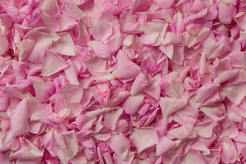 Freshly picked tea rose petals are dried. Web banner.