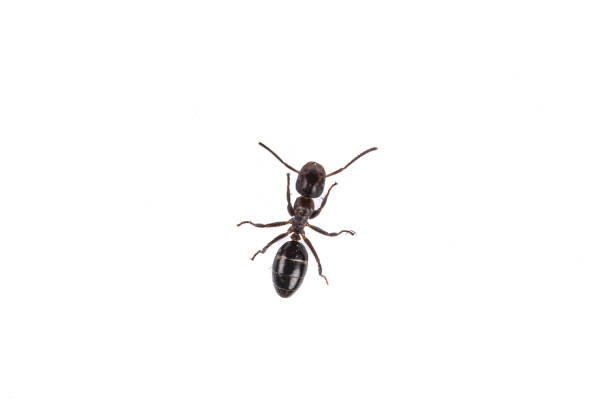 Solitary Ant: Close-up of a Tiny Insect on White Background