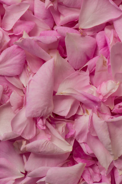 istock Freshly picked tea rose petals are dried. 2038221053