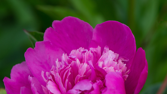 One flower of pink peony in the garden, close-up. Web banner.