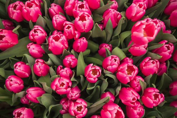 istock pink tulips in a flower bed close-up 2038224799