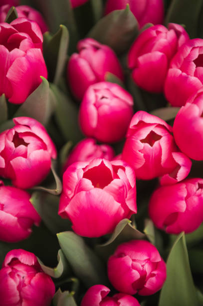 istock pink tulips in a flower bed close-up 2038224801