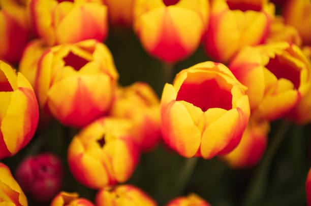 yellow-red tulips in a flower bed