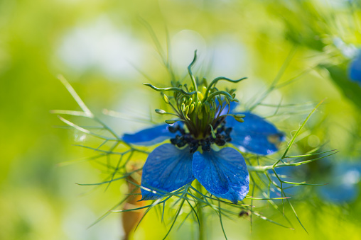 One blue black caraway flower on a green background. Web banner.