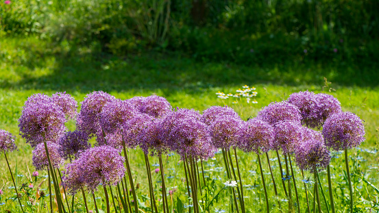 Violet flowers of allium against the background of the garden. Web banner.